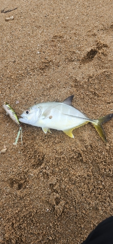 メッキの釣果