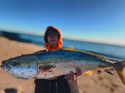 ワラサの釣果