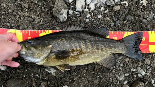 スモールマウスバスの釣果