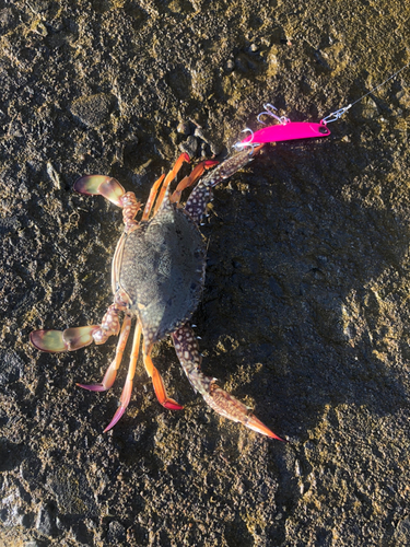 カニの釣果