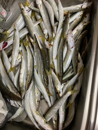 アカカマスの釣果