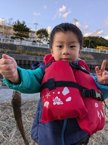 マハゼの釣果