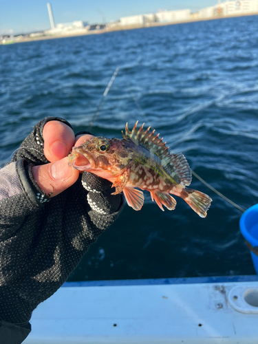 カサゴの釣果