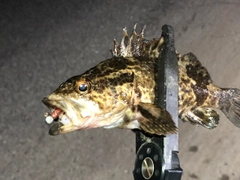 タケノコメバルの釣果