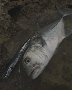 ロウニンアジの釣果