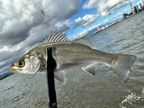 セイゴ（ヒラスズキ）の釣果