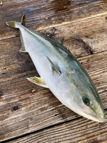 ヤズの釣果