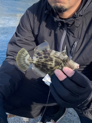 カワハギの釣果