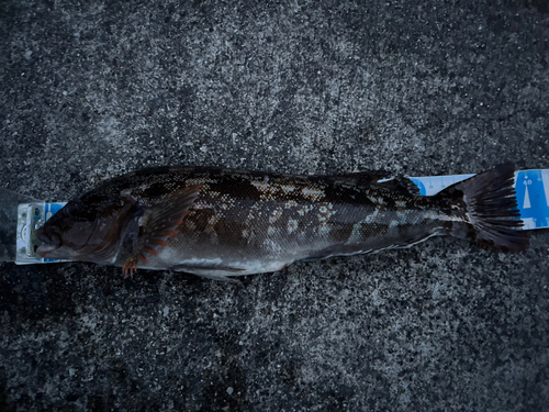 アイナメの釣果