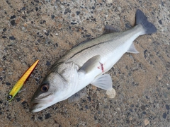 スズキの釣果