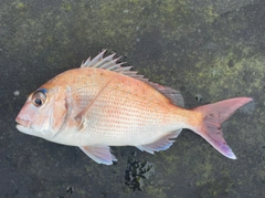 マダイの釣果