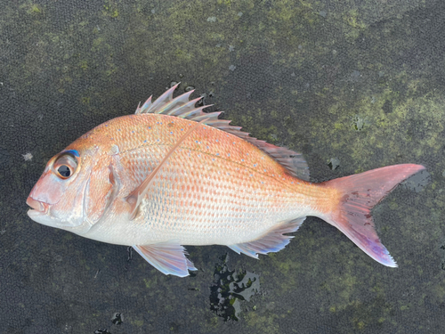 のとじま臨海公園海づりセンター