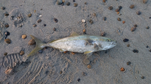 イナダの釣果