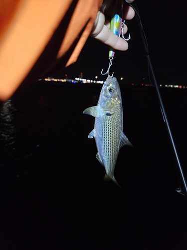 コノシロの釣果