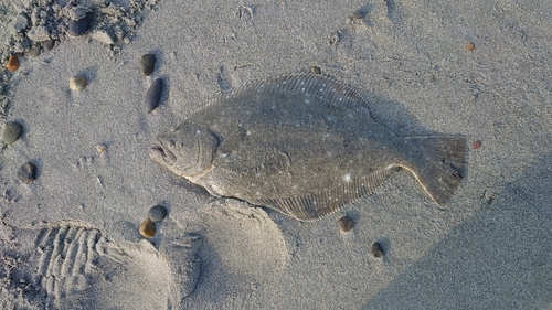 ヒラメの釣果