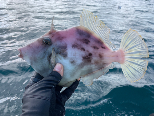 カワハギの釣果