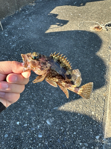 カサゴの釣果