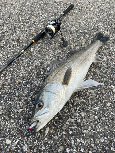 シーバスの釣果