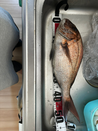 マダイの釣果