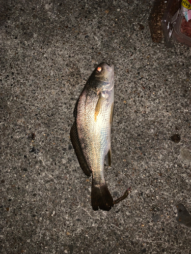 イシモチの釣果