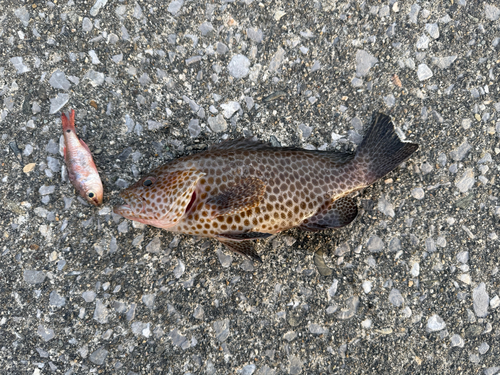 オオモンハタの釣果