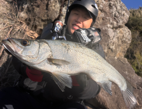 フッコ（ヒラスズキ）の釣果