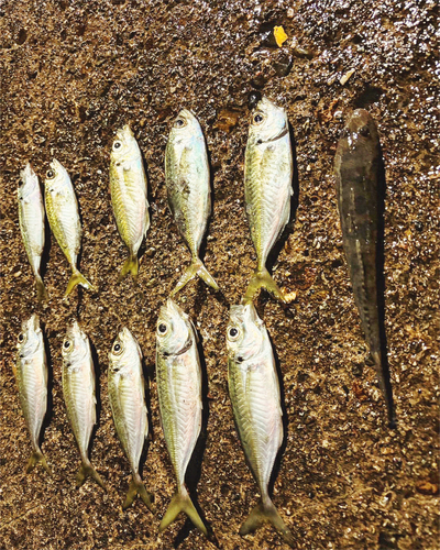 アジの釣果