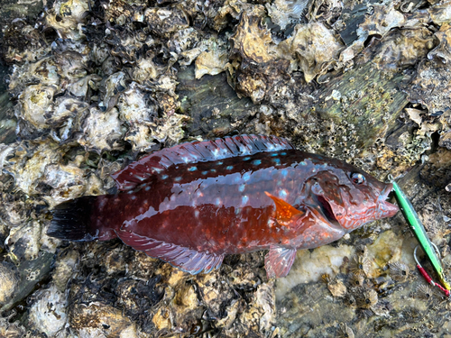 ホシササノハベラの釣果