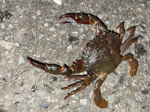 カニの釣果