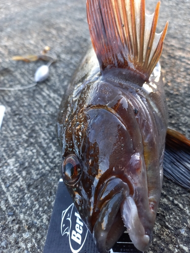 アイナメの釣果