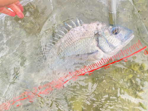 ミナミクロダイの釣果