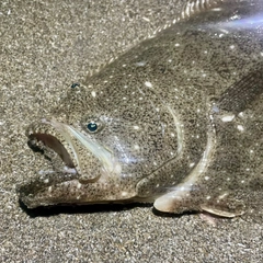 ヒラメの釣果