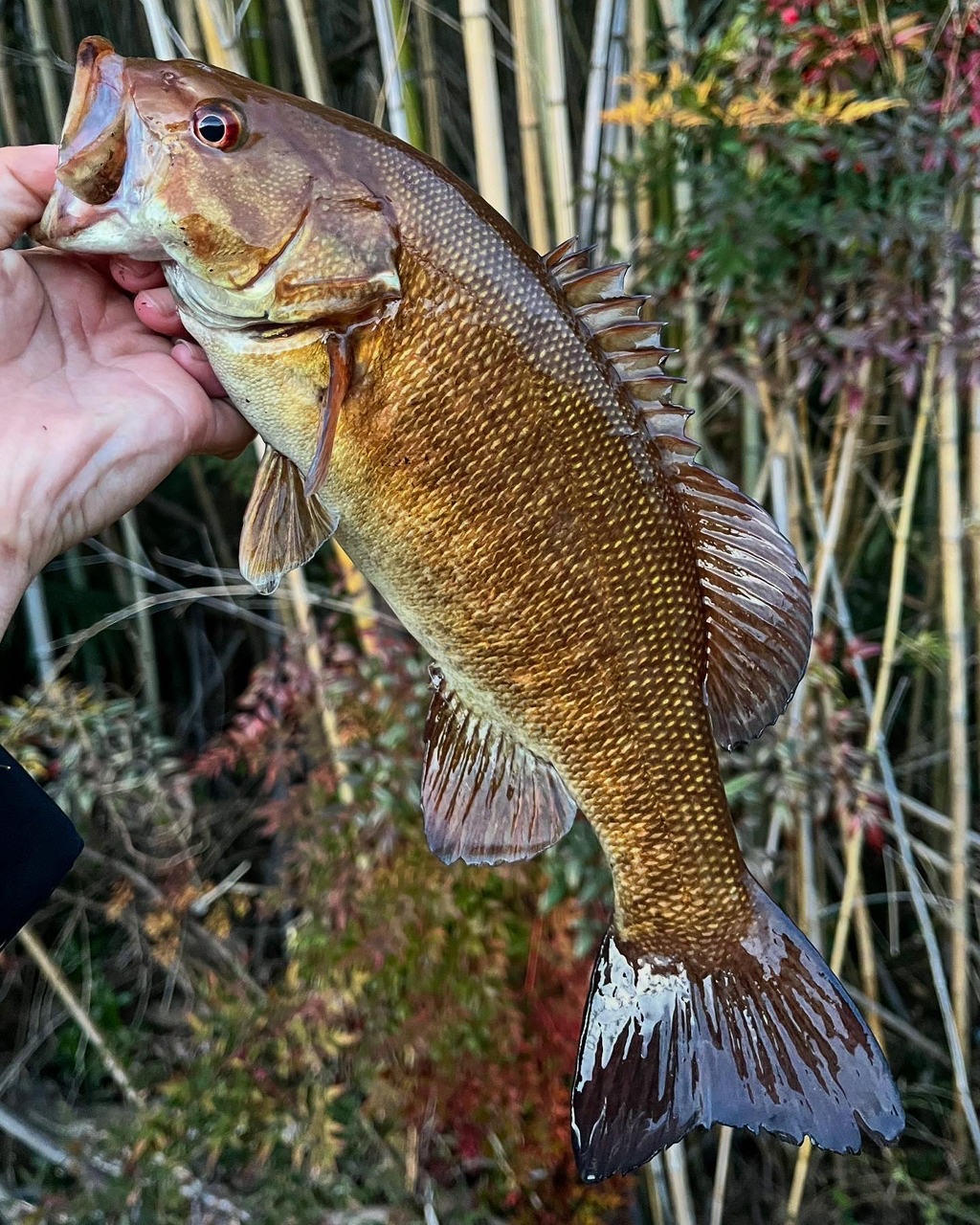 スモールマウスバス