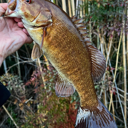 スモールマウスバス