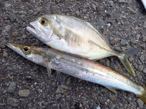 カマスの釣果