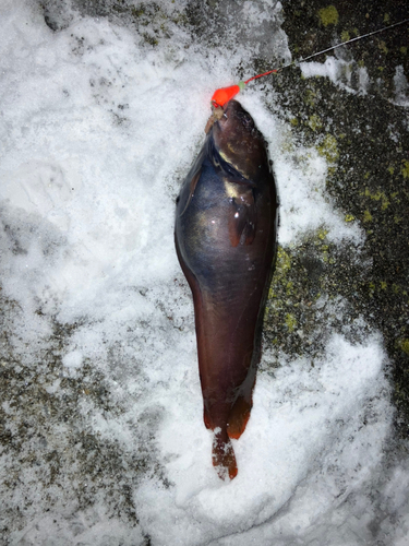 ドンコの釣果