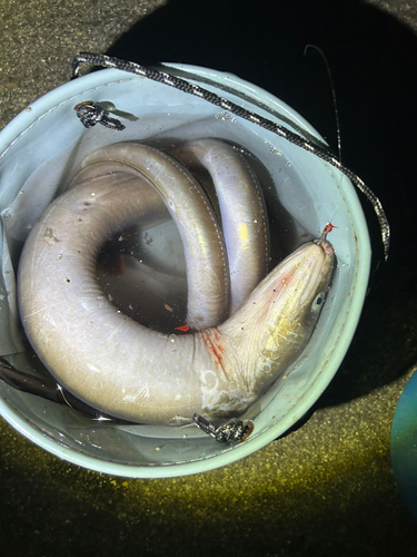 マアナゴの釣果