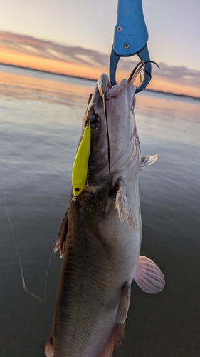 アメリカナマズの釣果