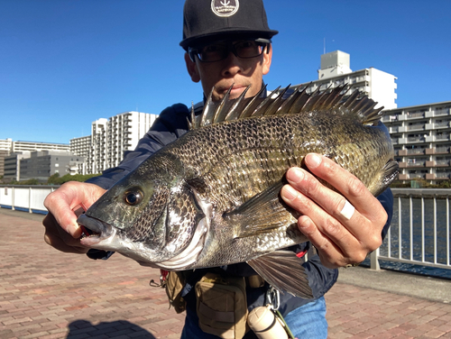 チヌの釣果