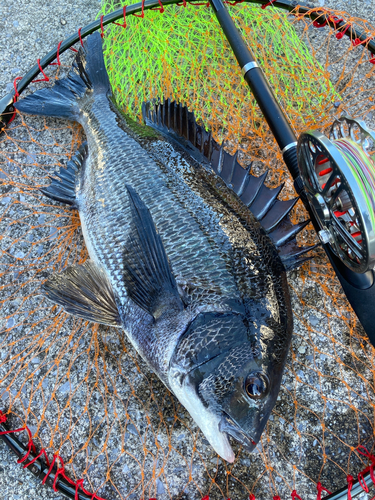 チヌの釣果