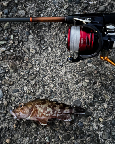 カサゴの釣果