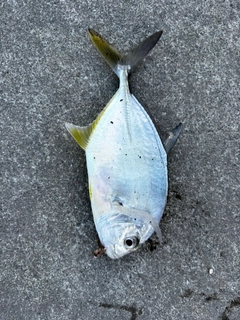 オニヒラアジの釣果