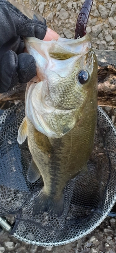 ラージマウスバスの釣果