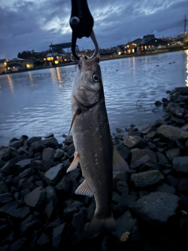 釣果