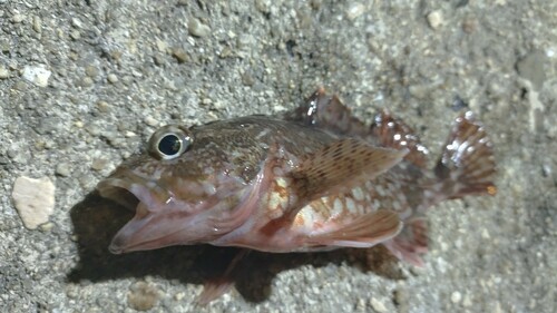 カサゴの釣果