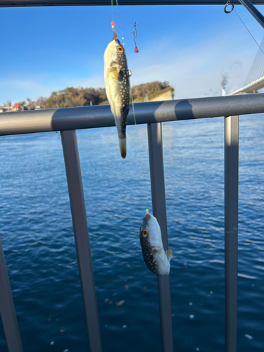 フグの釣果