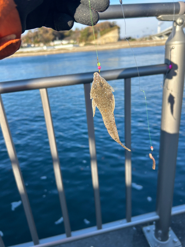 メゴチの釣果