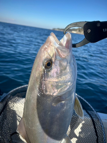 ショゴの釣果