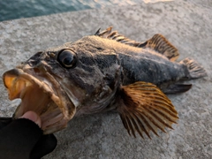 タケノコメバルの釣果