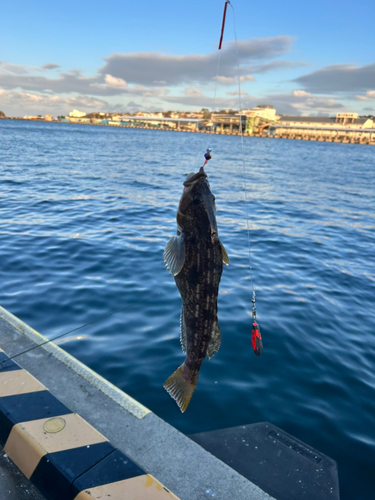 アイナメの釣果